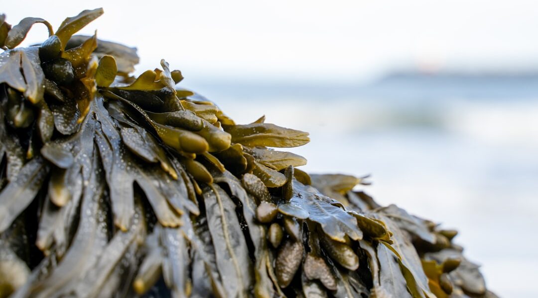 Photo Seaweed wrap