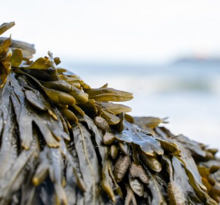 Photo Seaweed wrap