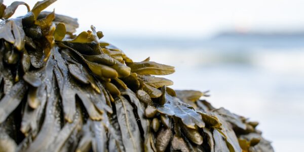 Photo Seaweed wrap