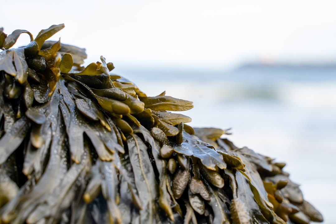 Photo Seaweed wrap