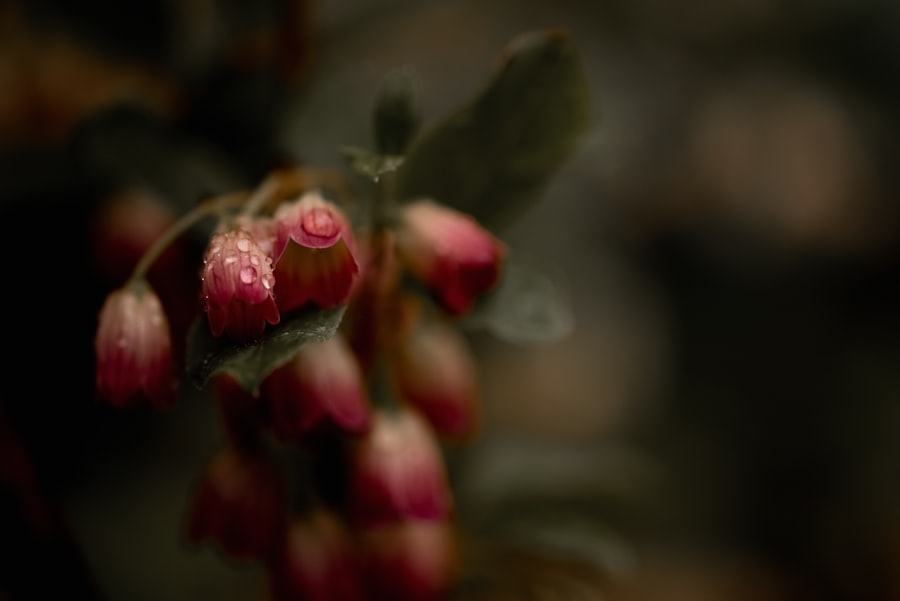 Superfoods: Sezonowe Warianty